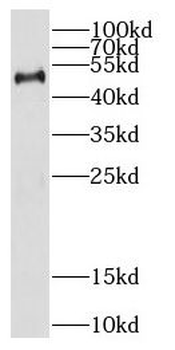 CREB3L4 Rabbit Polyclonal Antibody