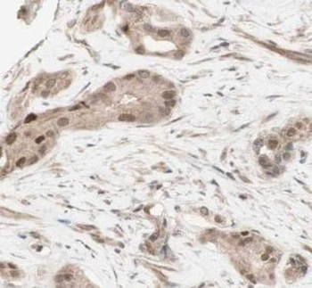 CREM Rabbit Polyclonal Antibody