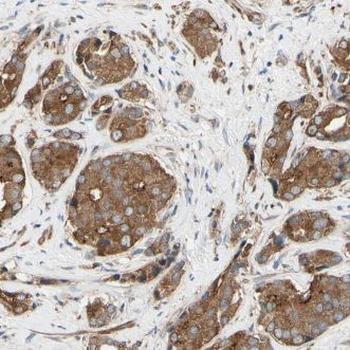 DPYSL5 Rabbit Polyclonal Antibody