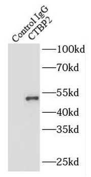 CTBP2 Rabbit Polyclonal Antibody