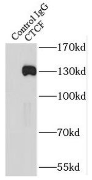 CTCF Rabbit Polyclonal Antibody