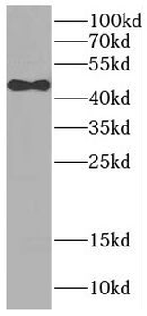 C1QTNF4 Rabbit Polyclonal Antibody