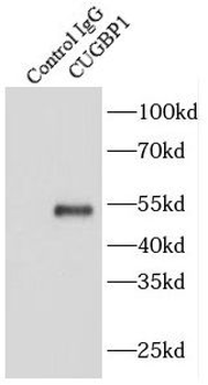 CELF1 Rabbit Polyclonal Antibody