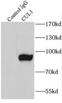 CUL1 Rabbit Polyclonal Antibody