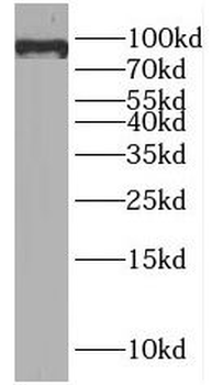 CUL1 Rabbit Polyclonal Antibody