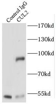 CUL2 Rabbit Polyclonal Antibody