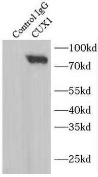 CUX1 Rabbit Polyclonal Antibody