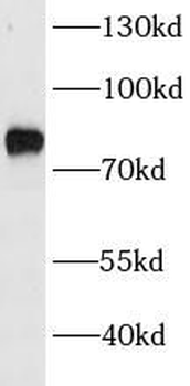 CUX1 Rabbit Polyclonal Antibody