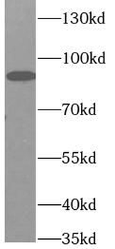 CX3CL1 Rabbit Polyclonal Antibody