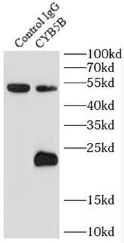 CYB5B Rabbit Polyclonal Antibody