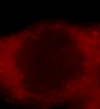 PPIA Rabbit Polyclonal Antibody