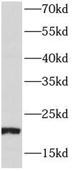PPIB Mouse Monoclonal Antibody