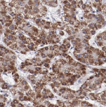 CYB5R3 Rabbit Polyclonal Antibody