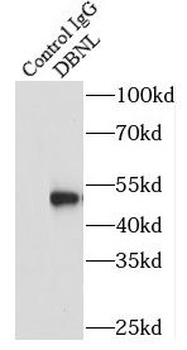 DBNL Rabbit Polyclonal Antibody