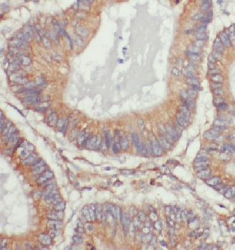 DDB1 Mouse Monoclonal Antibody