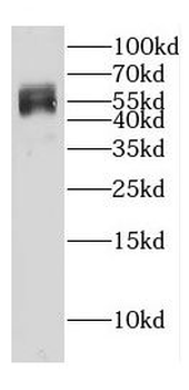DEPTOR Rabbit Polyclonal Antibody