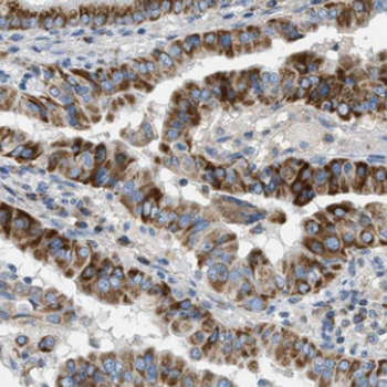 DEPTOR Rabbit Polyclonal Antibody