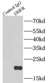 DHFR Rabbit Polyclonal Antibody