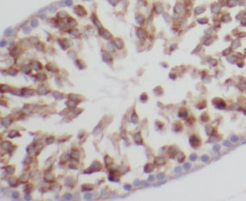 DIABLO Rabbit Polyclonal Antibody