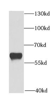 DMAP1 Rabbit Polyclonal Antibody