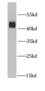 DNAJA2 Rabbit Polyclonal Antibody