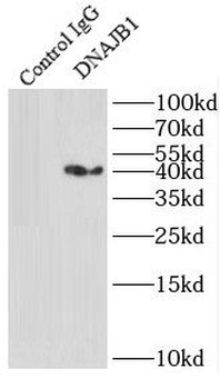 DNAJB1 Rabbit Polyclonal Antibody