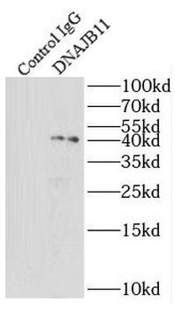 DNAJB11 Rabbit Polyclonal Antibody