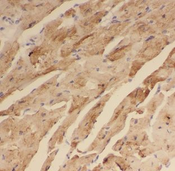 DNAJB5 Rabbit Polyclonal Antibody