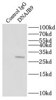 DNAJB9 Rabbit Polyclonal Antibody