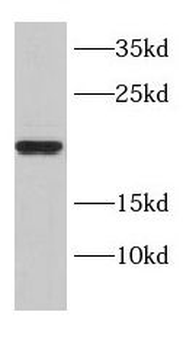 DNAJC15 Rabbit Polyclonal Antibody