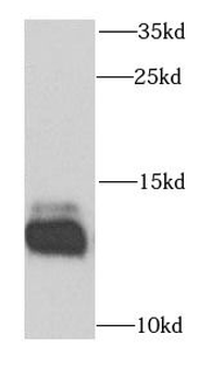 DNAJC19 Rabbit Polyclonal Antibody