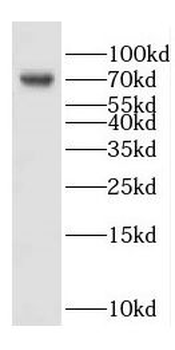 DNAJC2 Rabbit Polyclonal Antibody