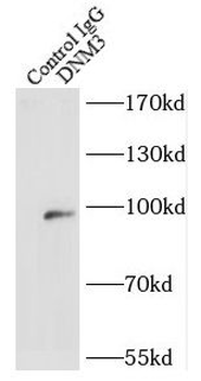 DNM3 Rabbit Polyclonal Antibody
