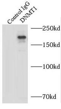 DNMT1 Rabbit Polyclonal Antibody