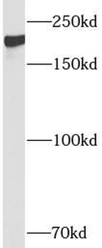 DNMT1 Rabbit Polyclonal Antibody