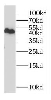 DXO Rabbit Polyclonal Antibody