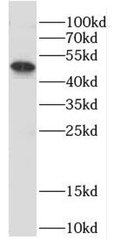 DPF2 Rabbit Polyclonal Antibody
