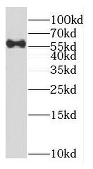 DYNC1LI1 Rabbit Polyclonal Antibody