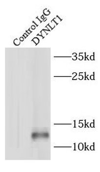 DYNLT1 Rabbit Polyclonal Antibody