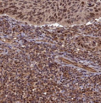 E2F7 Rabbit Polyclonal Antibody