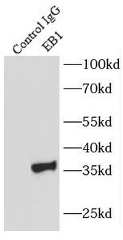 MAPRE1 Rabbit Polyclonal Antibody