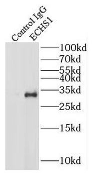 ECHS1 Rabbit Polyclonal Antibody