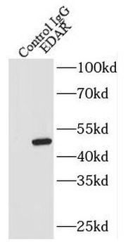 EDAR Rabbit Polyclonal Antibody