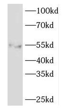 EDIL3 Rabbit Polyclonal Antibody