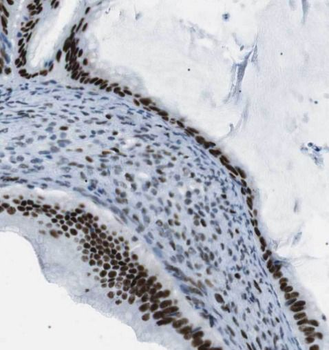 EEF1A2 Rabbit Polyclonal Antibody
