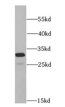 EEF1B2 Rabbit Polyclonal Antibody
