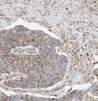 EEF1B2 Rabbit Polyclonal Antibody