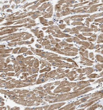 EFEMP2 Rabbit Polyclonal Antibody
