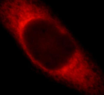 EFS Rabbit Polyclonal Antibody