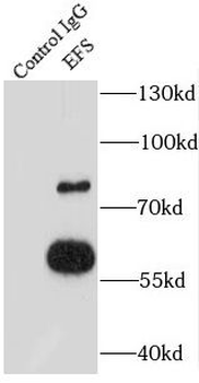 EFS Rabbit Polyclonal Antibody